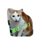 猫好きの方も、そうでない方もどうぞ！（個別スタンプ：4）