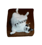 猫好きの方も、そうでない方もどうぞ！（個別スタンプ：5）