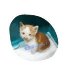 猫好きの方も、そうでない方もどうぞ！（個別スタンプ：6）