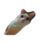 猫好きの方も、そうでない方もどうぞ！（個別スタンプ：7）