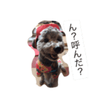 My lovely DOG,  Pu-kichi＆Ginjiro.（個別スタンプ：1）