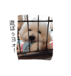 My lovely DOG,  Pu-kichi＆Ginjiro.（個別スタンプ：2）