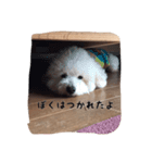 My lovely DOG,  Pu-kichi＆Ginjiro.（個別スタンプ：4）