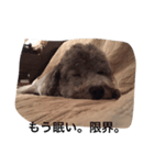 My lovely DOG,  Pu-kichi＆Ginjiro.（個別スタンプ：5）