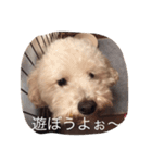 My lovely DOG,  Pu-kichi＆Ginjiro.（個別スタンプ：6）