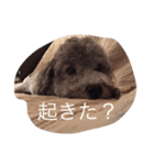 My lovely DOG,  Pu-kichi＆Ginjiro.（個別スタンプ：7）