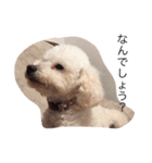 My lovely DOG,  Pu-kichi＆Ginjiro.（個別スタンプ：8）