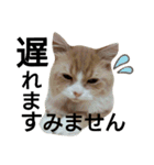まろこた＆みーみぃの日常（個別スタンプ：10）