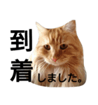 まろこた＆みーみぃの日常（個別スタンプ：12）