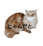 まろこた＆みーみぃの日常（個別スタンプ：18）