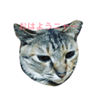 メイちゃんのスタンプ。（個別スタンプ：7）