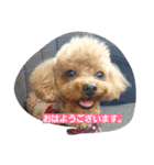 トイプードルチョコの日常（個別スタンプ：2）