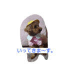 トイプードルチョコの日常（個別スタンプ：3）