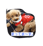 トイプードルチョコの日常（個別スタンプ：5）