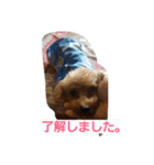 トイプードルチョコの日常（個別スタンプ：8）