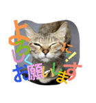 猫は人間です【あいさつ】（個別スタンプ：1）