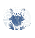 猫は人間です【あいさつ】（個別スタンプ：3）