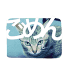 猫は人間です【あいさつ】（個別スタンプ：5）