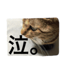猫は人間です【あいさつ】（個別スタンプ：7）