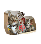 猫は人間です【あいさつ】（個別スタンプ：9）