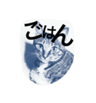 猫は人間です【あいさつ】（個別スタンプ：12）