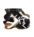 猫は人間です【あいさつ】（個別スタンプ：13）