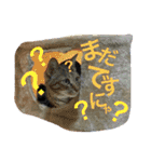 猫は人間です【あいさつ】（個別スタンプ：14）