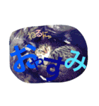 猫は人間です【あいさつ】（個別スタンプ：16）