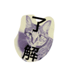 猫は人間です【あいさつ】（個別スタンプ：17）