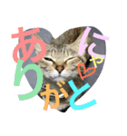 猫は人間です【あいさつ】（個別スタンプ：20）