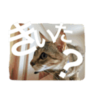 猫は人間です【あいさつ】（個別スタンプ：21）