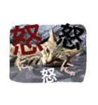猫は人間です【あいさつ】（個別スタンプ：23）