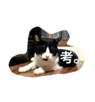 猫は人間です【あいさつ】（個別スタンプ：24）