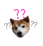 あぁおとんとん（個別スタンプ：2）