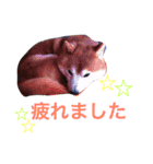 あぁおとんとん（個別スタンプ：14）
