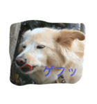 コム＠コム（個別スタンプ：6）