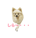 ポメラニアン ピノ（個別スタンプ：1）