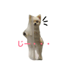 ポメラニアン ピノ（個別スタンプ：5）