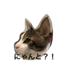 可愛いギン.1（個別スタンプ：1）