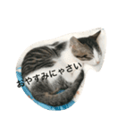 可愛いギン.1（個別スタンプ：9）