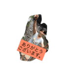 岡崎家（個別スタンプ：6）