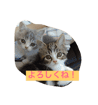 テンとサフィーの楽しい日常（個別スタンプ：1）