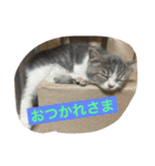 テンとサフィーの楽しい日常（個別スタンプ：3）