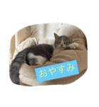 テンとサフィーの楽しい日常（個別スタンプ：9）