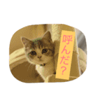 テンとサフィーの楽しい日常（個別スタンプ：10）