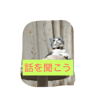 テンとサフィーの楽しい日常（個別スタンプ：11）