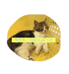 テンとサフィーの楽しい日常（個別スタンプ：14）
