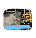 テンとサフィーの楽しい日常（個別スタンプ：15）