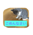 テンとサフィーの楽しい日常（個別スタンプ：18）