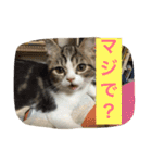 テンとサフィーの楽しい日常（個別スタンプ：21）